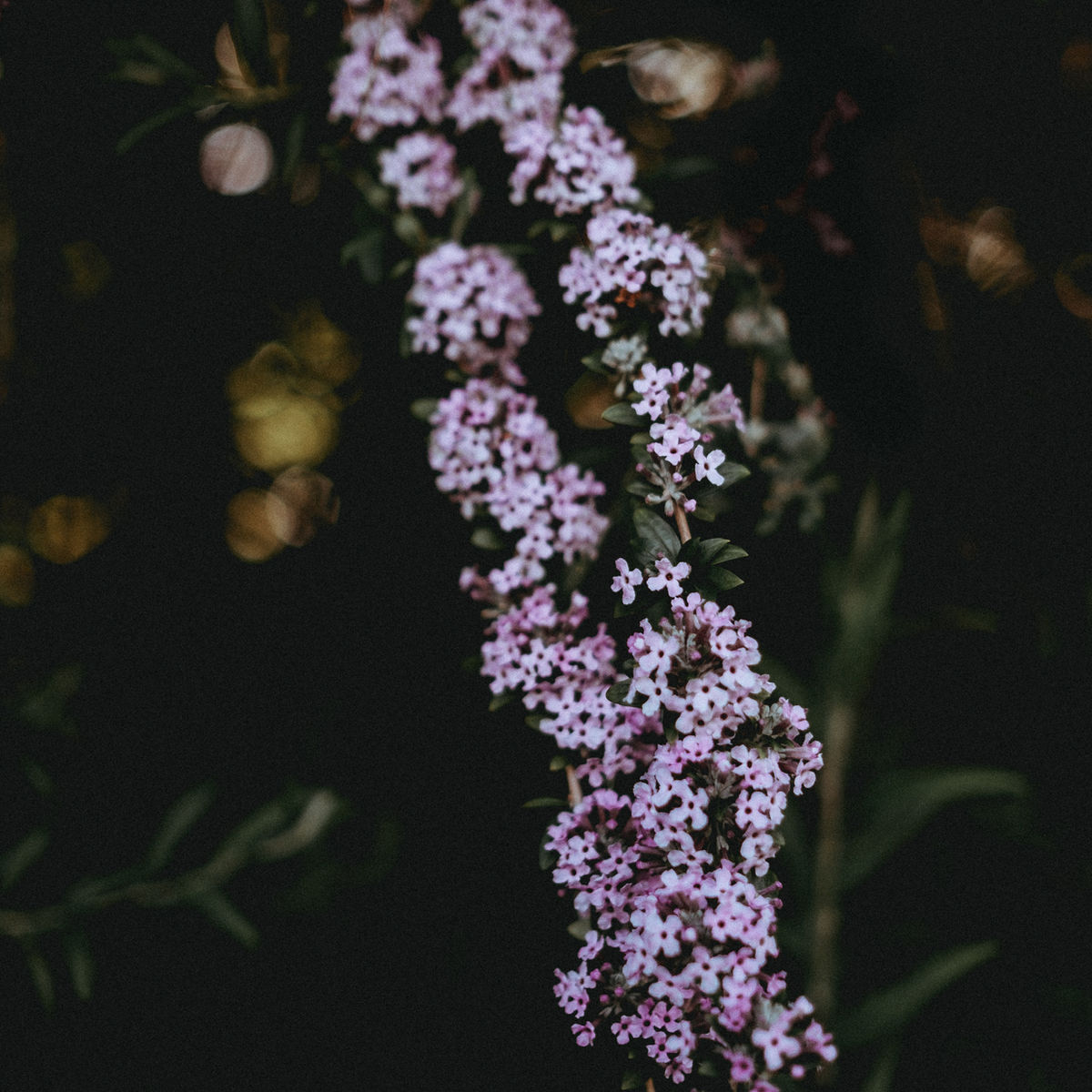 Kinga & Dawid — zdjęcie 29