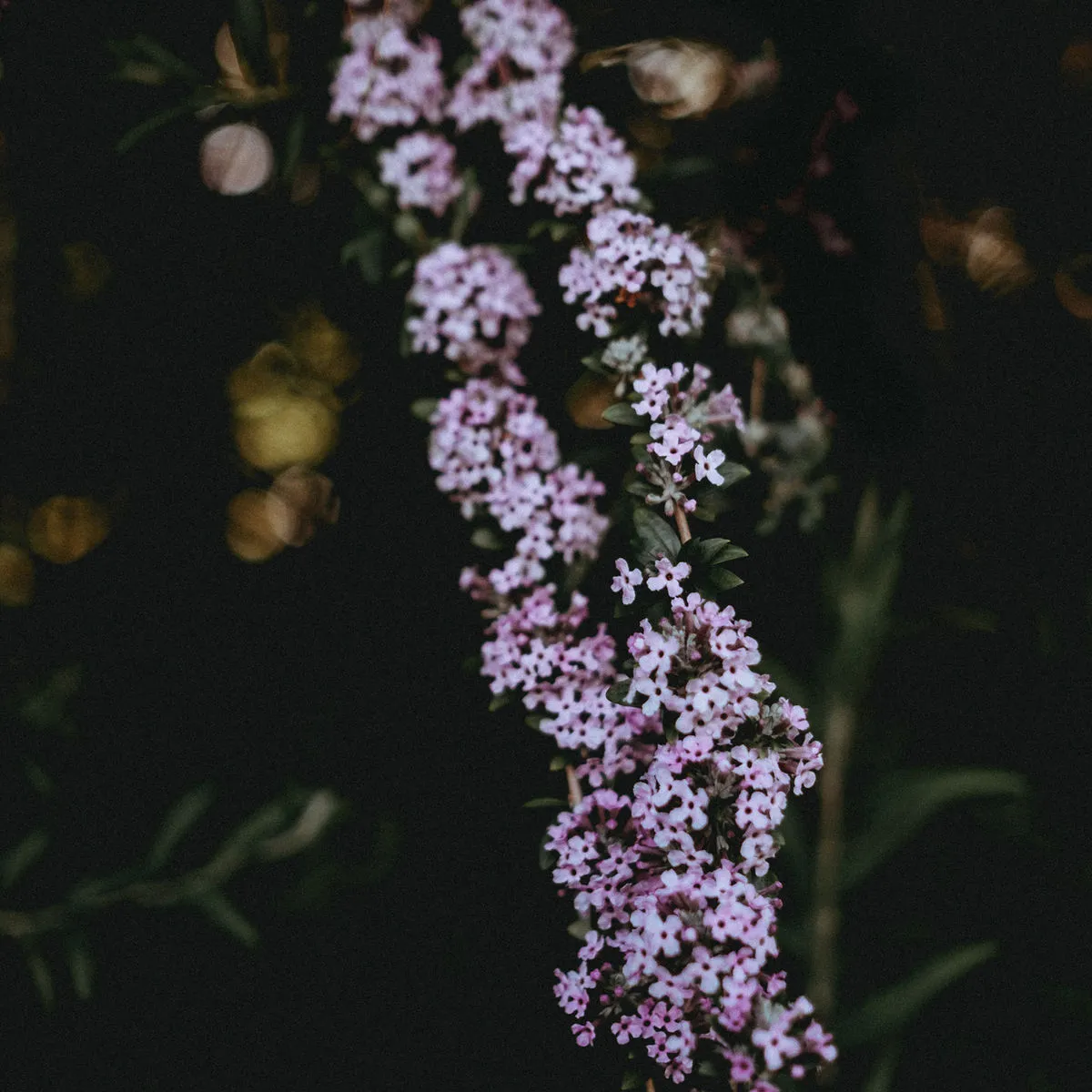 Kinga & Dawid — zdjęcie 29